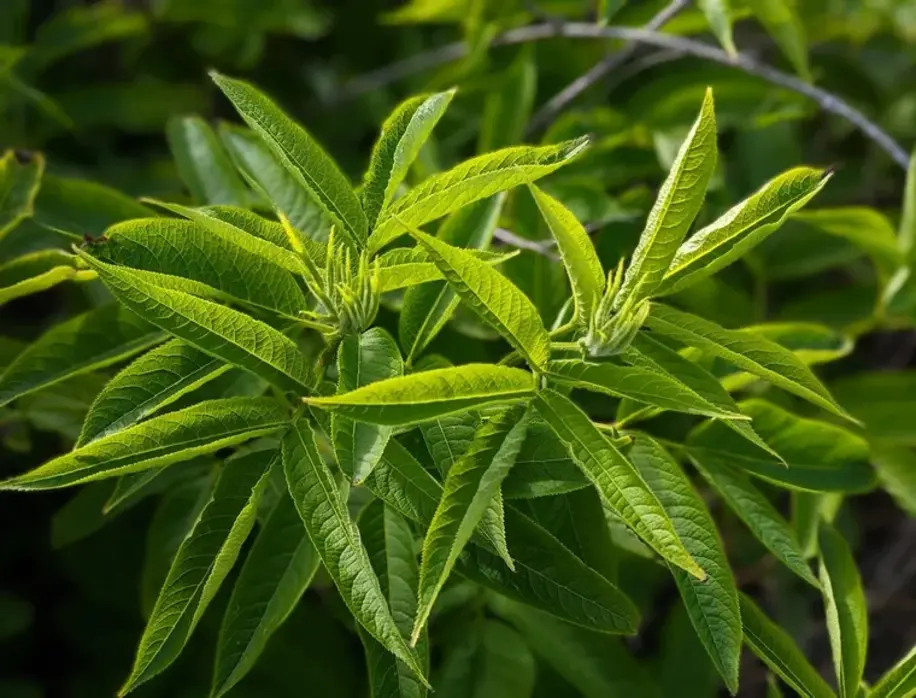 Cedrón (Aloysia citrodora): qué es, beneficios y para qué sirve