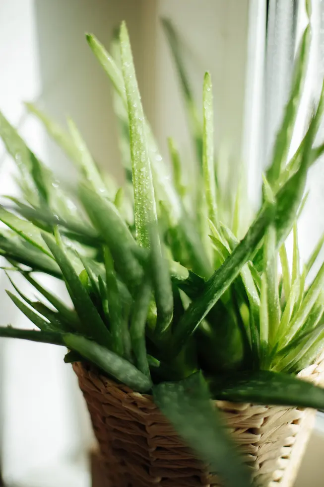 ¿Aloe vera para ingerir?: beneficios y cómo integrarlo en tu dieta