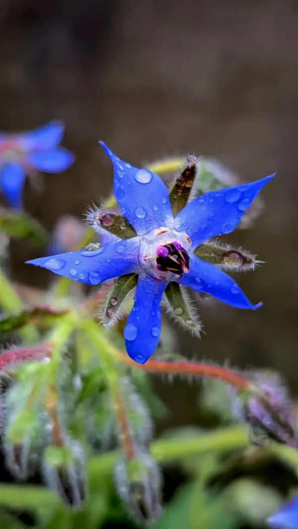 Aceite de Cártamo: qué es y que se conoce de esta planta